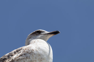 Low angle view of seagull against clear sky