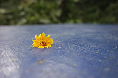 Close-up of yellow flowers