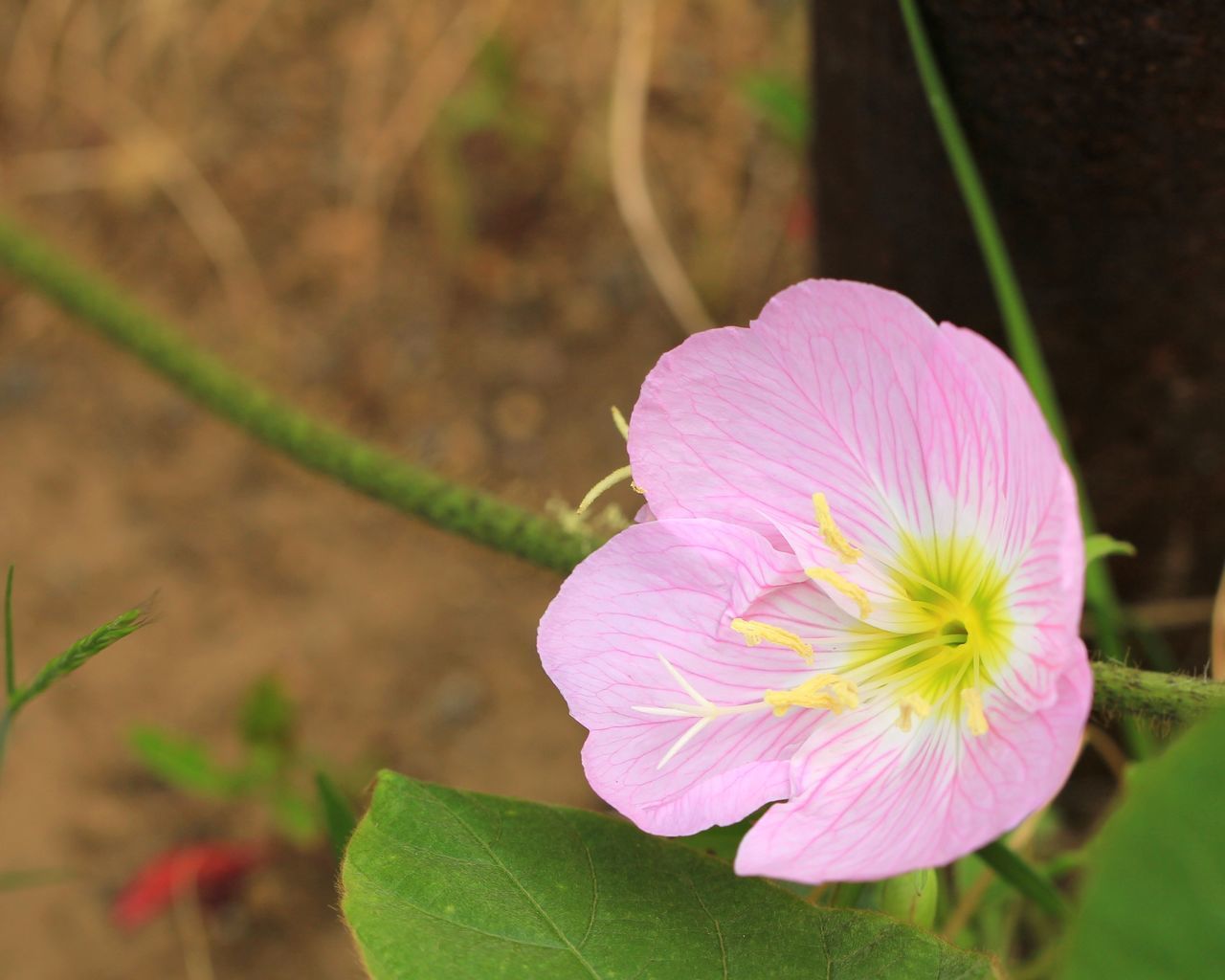 CLOSE-UP OF PINK ROSE FLOWER