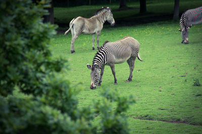 Zebras zebra on grass