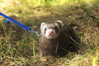 Portrait of an animal on field