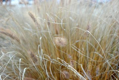 Close-up of dried plant on field