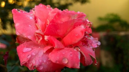 Close-up of wet pink flower blooming outdoors