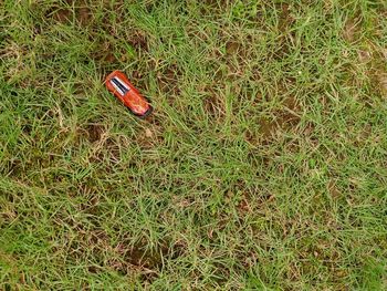 High angle view of snake on field