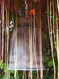 Close-up of bamboo plants