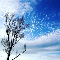 Low angle view of tree against sky