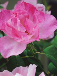 Close-up of pink rose blooming outdoors