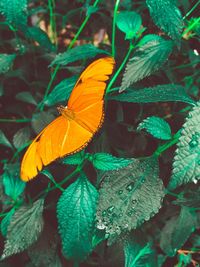 Close-up of butterfly pollinating on flower