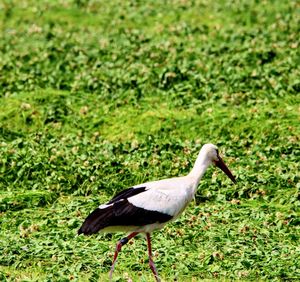 Side view of a bird on field