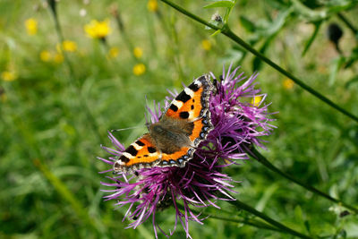 Close-up of butterfly pollinating on purple flower