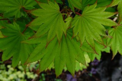Close-up of leaves