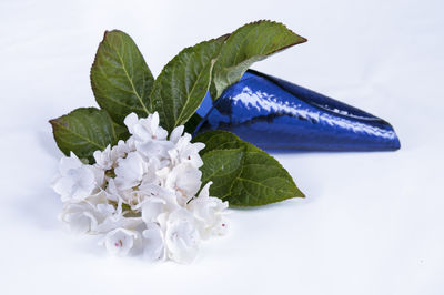 Close-up of blue flower in white background