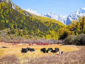 Horses grazing on field