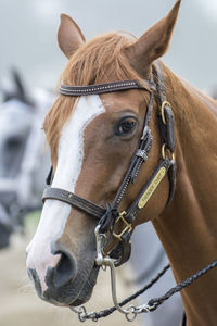 Close-up of horse