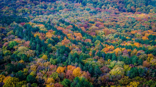 Full frame shot of trees during autumn