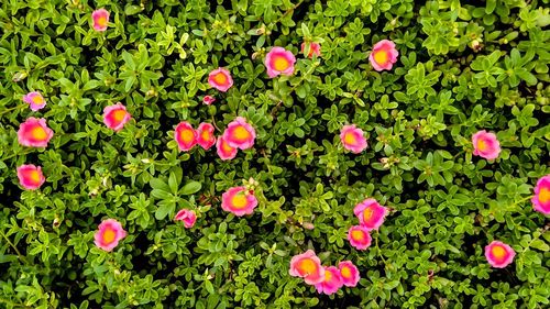 High angle view of pink flowering plants