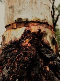 Close-up of tree trunk