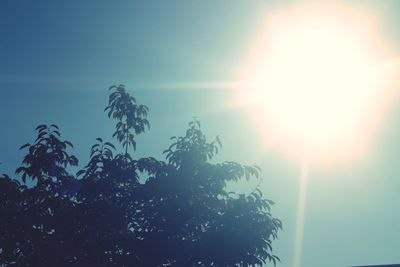 Sun shining through trees