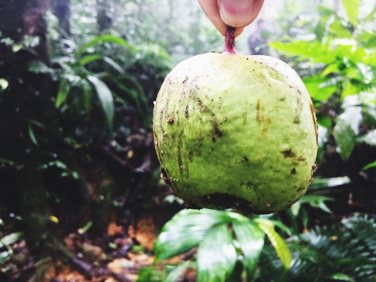 CLOSE-UP OF HUMAN HAND HOLDING FRUIT