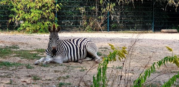 Zebra in a zoo