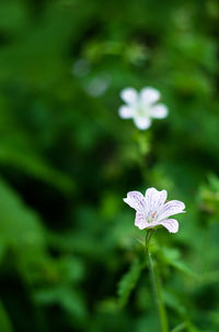 Close-up of white flowers blooming outdoors