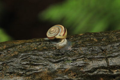 Close-up of snail on tree trunk