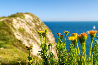 Yellow flowering plants by sea against sky