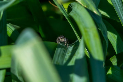 Close-up of spider on leaf