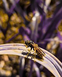 Bumblebee transformation