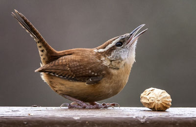 Wren and a peanut