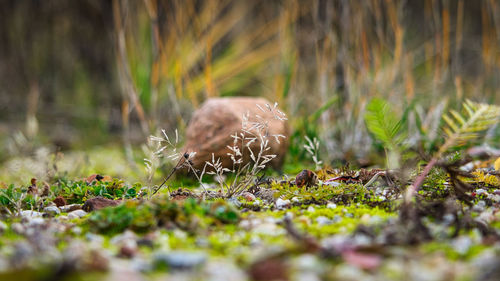 View of an animal on field