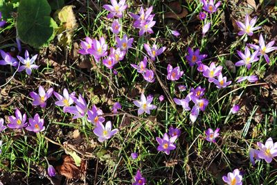 High angle view of purple flowering plants on field