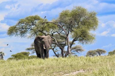 Elephant standing on grassy land against sky