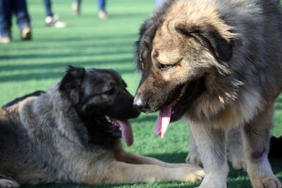 View of two dogs