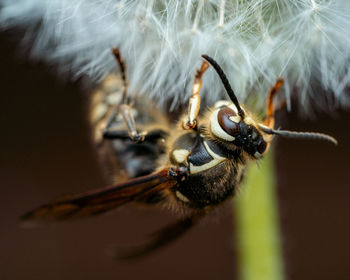 Close-up of spider