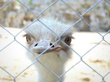 Close-up of ostrich seen through chainlink fence