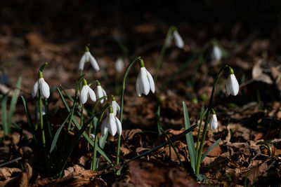 snowdrop