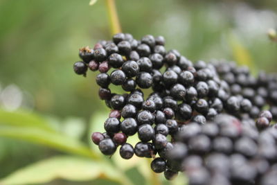 Close-up of berries growing on plant