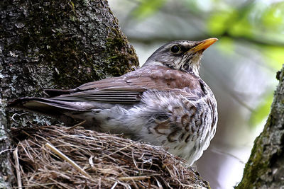Fieldfare female on the nest