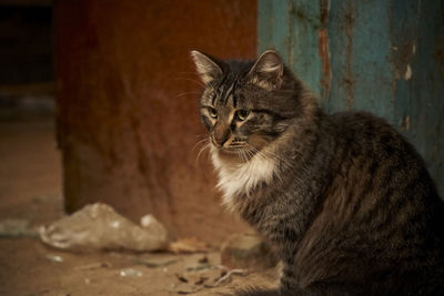 Homeless, dirty, stray cat seating in an abandoned backyard among a pile