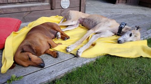 Dog sleeping on bed