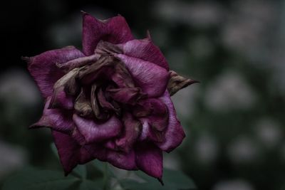 Close-up of pink rose