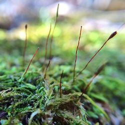 Close-up of plant