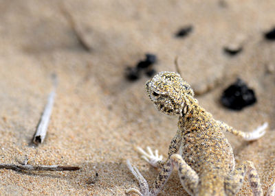 Close-up of toad headed agama lizard  on sand