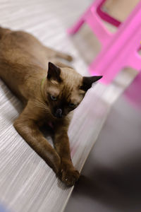 High angle portrait of cat relaxing at home