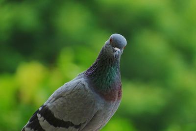 Close-up of pigeon perching outdoors