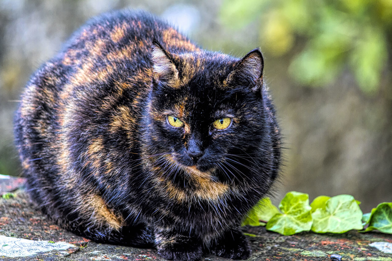 animal themes, animal, mammal, cat, pets, domestic, domestic cat, one animal, domestic animals, feline, vertebrate, focus on foreground, portrait, black color, looking at camera, close-up, no people, whisker, day, nature, yellow eyes, animal eye