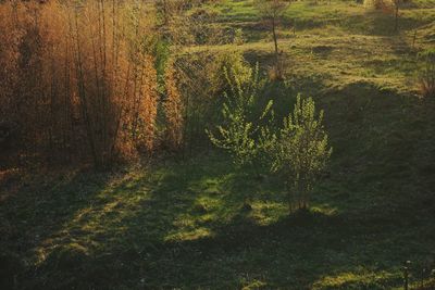 Trees in forest