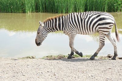 Side view of a horse drinking water