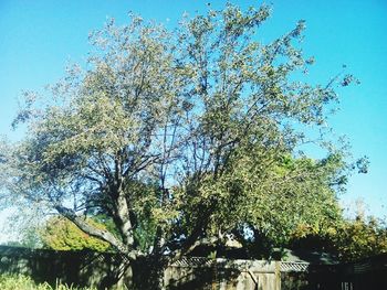 Low angle view of tree against clear blue sky